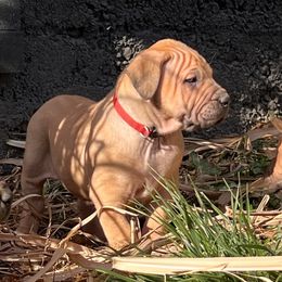 Girl 3 - Red female Boerboel puppy in Pennsylvania from Cold River Boerboels