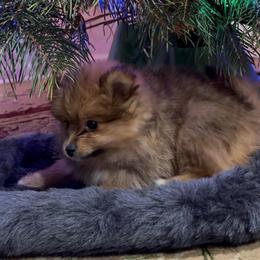 Orange Sable -  Available - Orange sable female Pomeranian puppy in Effort, Pennsylvania from Pomeranian Puppies