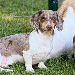 Jagger - Dachshund