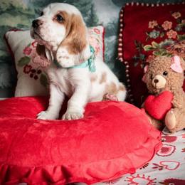 Hope - Lemon and white female Basset Hound puppy in Hodges, South Carolina from Blooming Basset