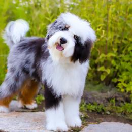 Aussiedoodles, Australian Mountain Doodles, and Bernedoodles from Cottonwood Creek Doodles