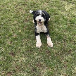 Suri - Bernedoodle
