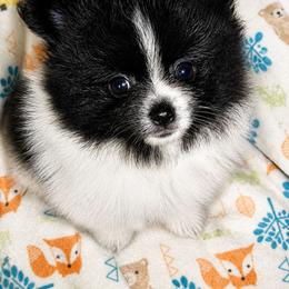 Balin - Black parti male Pomeranian puppy in Boca Raton, Florida from Poms of The Shire