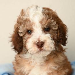 George Washington - Red male Aussiedoodle puppy in Lincoln, California from Frenchie LOVE and Doodles