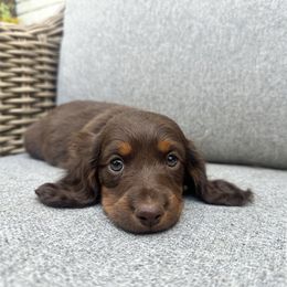 Boy 1 - Chocolate and tan male Dachshund puppy in Hope, Arkansas from Duckett Lane Dachshunds
