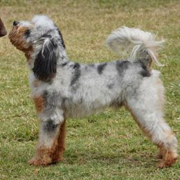 Hopper - Aussiedoodle