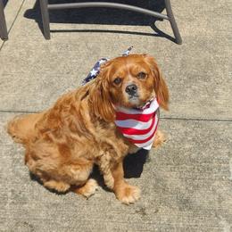 Rosie - Cavalier King Charles Spaniel