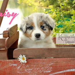 Daisy - Blue merle Australian Shepherd puppy in St. Louis, Missouri from Kimmerly Aussies