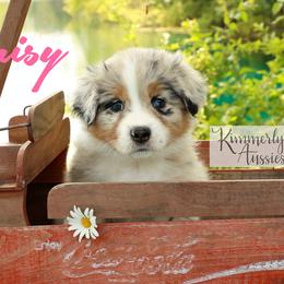 Daisy - Blue merle Australian Shepherd puppy in St. Louis, Missouri from Kimmerly Aussies