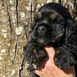 Cocker Spaniel Puppies from Anastasia Knight's Cocker Spaniels