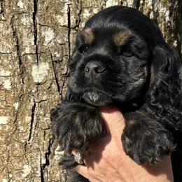 Cocker Spaniel Puppies from Anastasia Knight's Cocker Spaniels