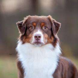 Zixi - Australian Shepherd