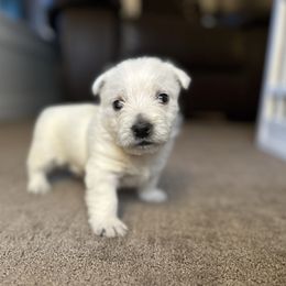 Polly - West Highland White Terrier puppy from Emily's West Highland White Terriers