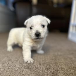 Polly - West Highland White Terrier puppy from Emily's West Highland White Terriers