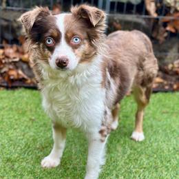 Willow - Red merle female Miniature Australian Shepherd puppy in East Berlin, Pennsylvania from Dusty Spring Australian Shepherds, LLC
