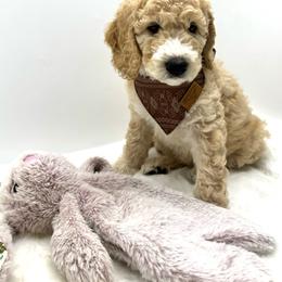 "Male " Goldendoodle Puppies from Smoodles