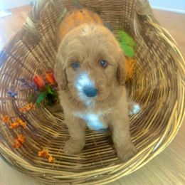 Agnes - Red female Bernedoodle puppy in Mattawan, Michigan from KaZoo Doodles