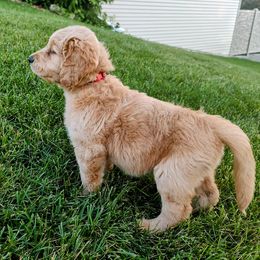 Goldendoodle and Golden Retriever Puppies from Dakota Sky's Goldens