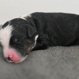 Whiskey - Tri-color male Bernedoodle puppy in Malden, Illinois from Doting Doodles
