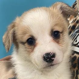 Teddy - Fawn male Pembroke Welsh Corgi puppy in Urbana, Ohio from Edgewood Farm and Kennel