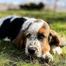 Basset Hounds and Cocker Spaniels from Aylor Farm Puppies