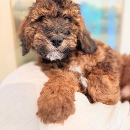 Green - Sable male Poodle puppy in Wisconsin Rapids, Wisconsin from Clementi Pearl Golden and Poodle