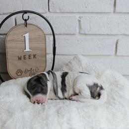 Dolly - Merle female Labradoodle puppy in Bryantown, Maryland from Doodles on Duty