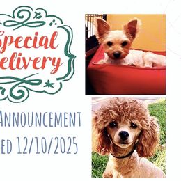 Yorkipoo puppies from Plush Toy Poodle Puppies & Pals