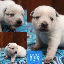 Tank - Red speckled male Australian Cattle Dog puppy in Gatlinburg, Tennessee from Greenbrier