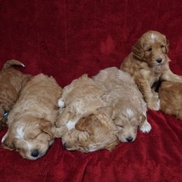 Goldendoodles from Belvidere Acres Goldendoodles