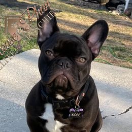 Kobe - French Bulldog