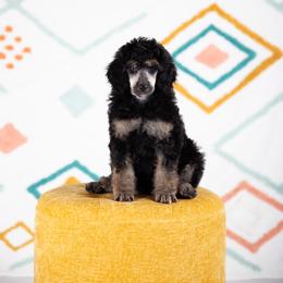 Poodle Puppies from Setting the Standard Poodles