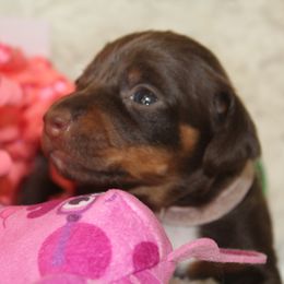 Girl 2 - Dachshund puppy in Windsor, Colorado from Murry’s minis