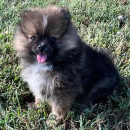 Reya - Orange sable female Pomeranian puppy in Jefferson City, Missouri from MJ’s Pomeranians