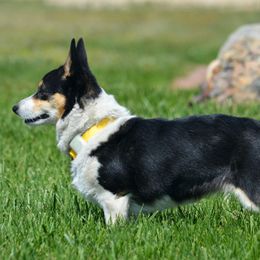Raven - Pembroke Welsh Corgi