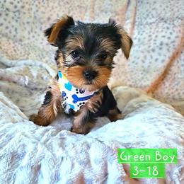 Clover - Black and gold male Yorkshire Terrier puppy in Nitro, West Virginia from Kathryn's Yorkies