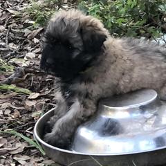 Bouvier des Flandres Puppies from Seasons of Joy Farm and Ranch