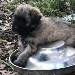 Bouvier des Flandres Puppies from Seasons of Joy Farm and Ranch