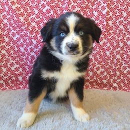 Australian Shepherd, Miniature Australian Shepherd, and Toy Australian Shepherd Puppies from Hippie Dog Haven