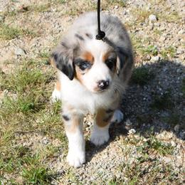 Haughty - Blue merle female Australian Shepherd puppy in Falcon, Missouri from www.maubachranch.com