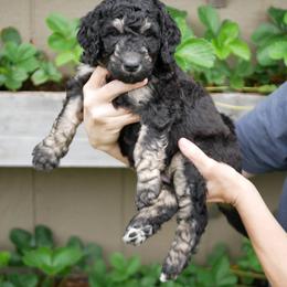 Pink Collar - Phantom Goldendoodle puppy in Lakewood, Washington from Grit City Goldendoodles