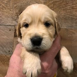 Golden Retriever Puppies from Big Rock Goldens