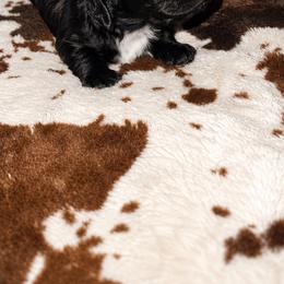 Trouble - Piebald male Dachshund puppy in Madisonville, Tennessee from L&A Dachshunds
