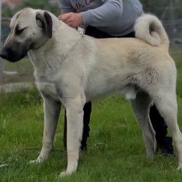 Kangal puppies from VSH Kangal Dogs