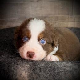 Cayenne-Full tail and blue eyes likely - Red tri-color male Australian Shepherd puppy in Penrose, Colorado from Best Friend Aussies