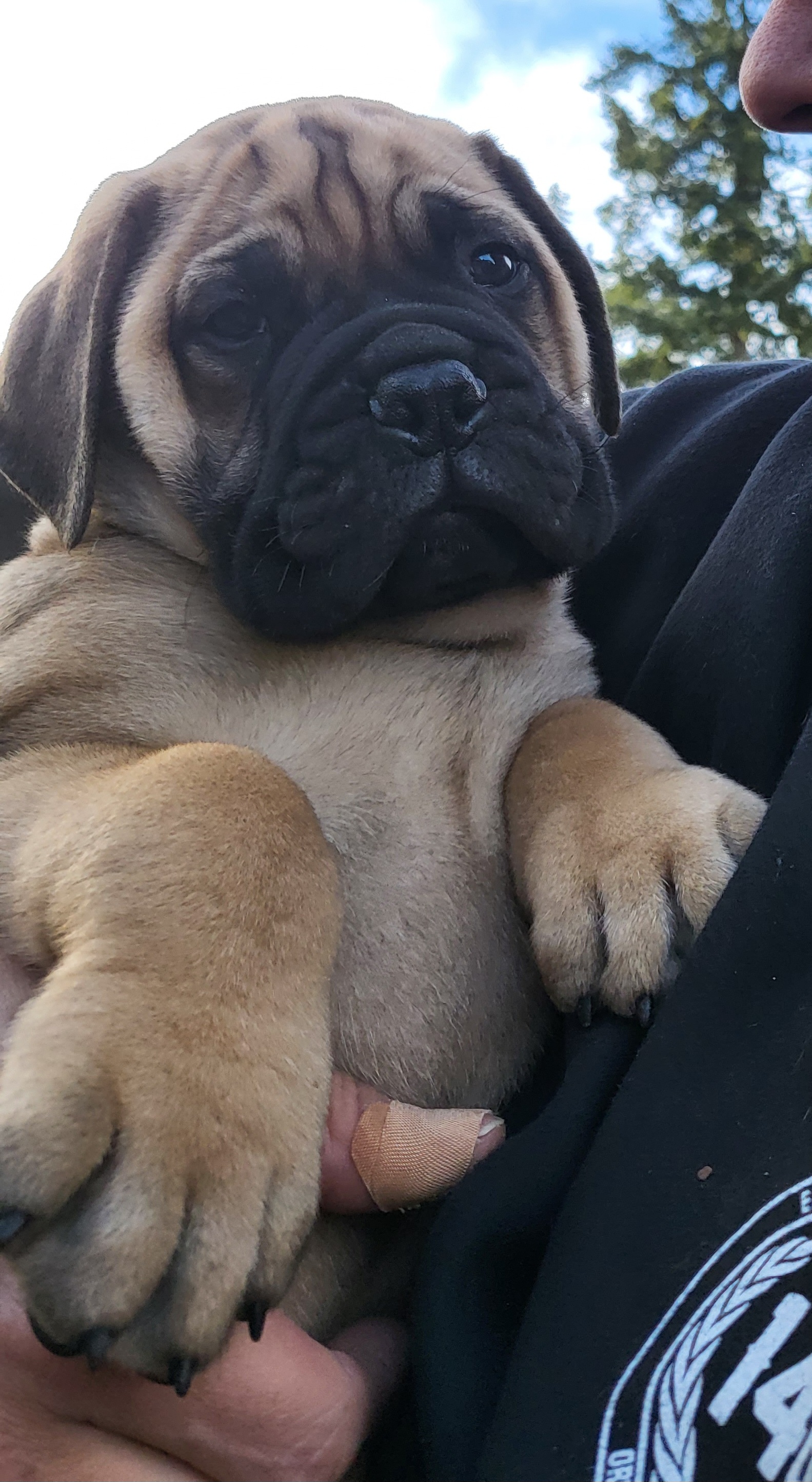 Boy 2 - Bullmastiff puppy in Woodburn, Oregon from Showdown Kennels