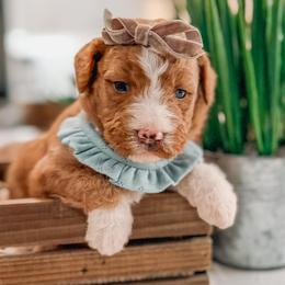 Victoria - Red  female Goldendoodle puppy in Iola, Texas from Supreme Doodles of Texas
