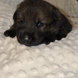 Meatball - Sable male German Shepherd puppy in Ashland, Alabama from CzechDDR