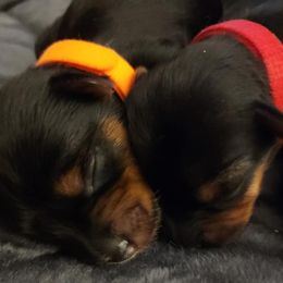 Yorkshire Terriers from Southern Gem Yorkies