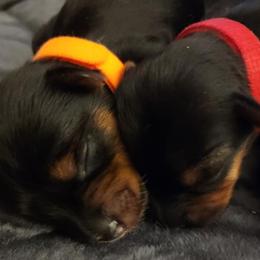 Yorkshire Terriers from Southern Gem Yorkies